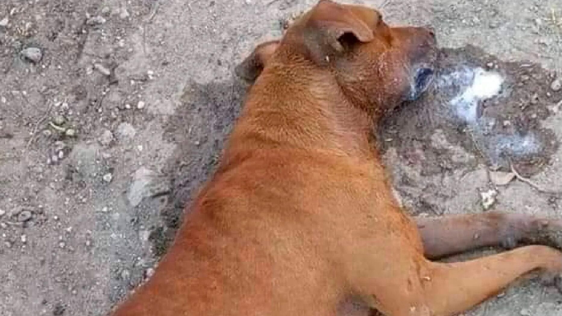 veneno perros