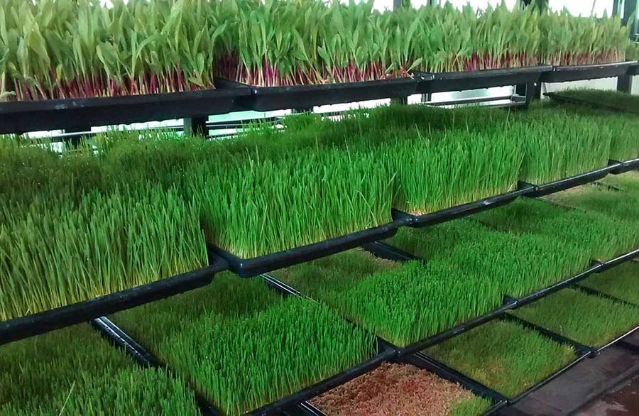 Forraje Hidropónico