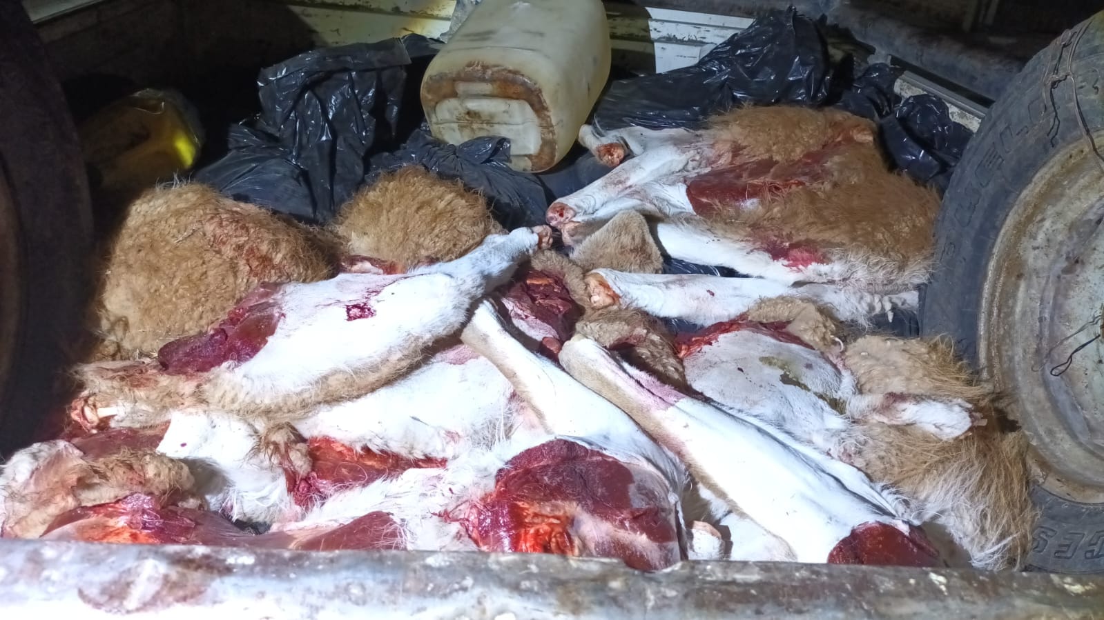 carne de guanaco dolavon