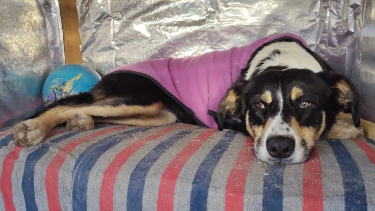 zoonosis gaiman perritos rescatados