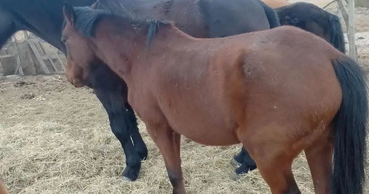 matanza caballos paso de indios
