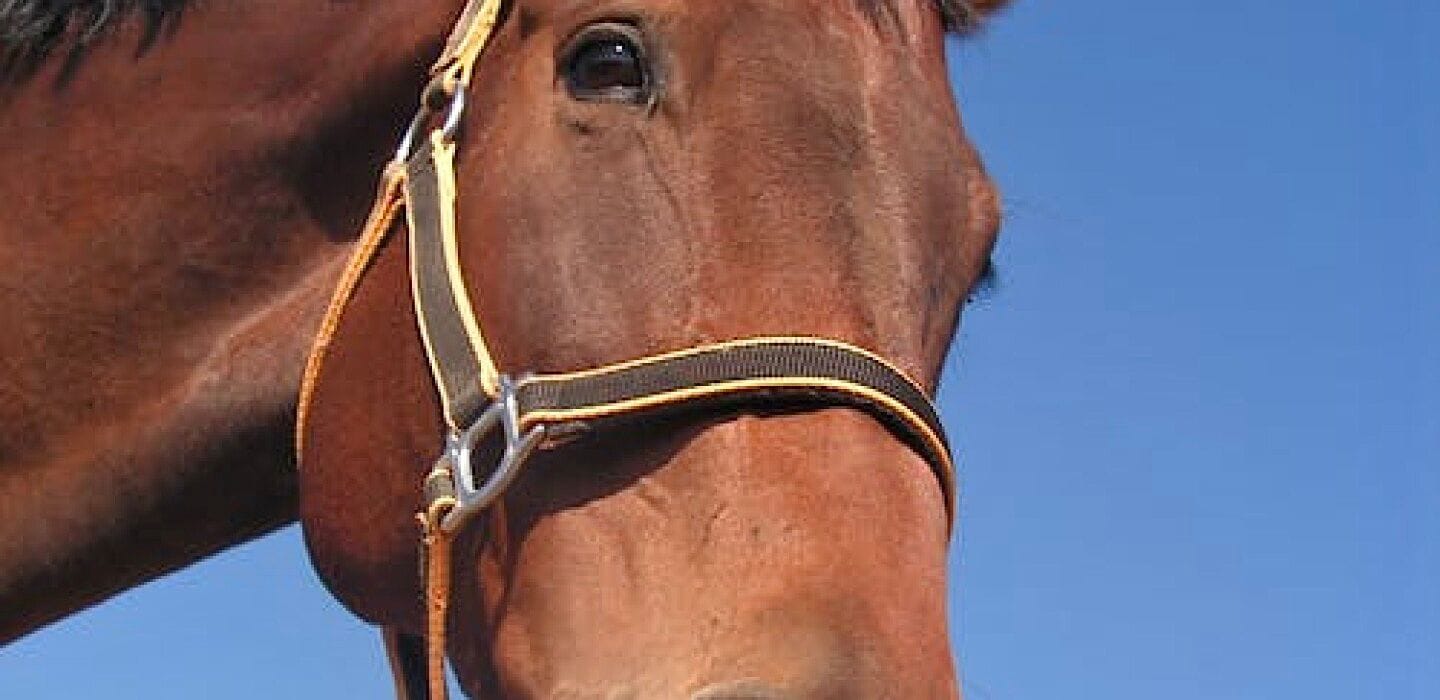 caballo