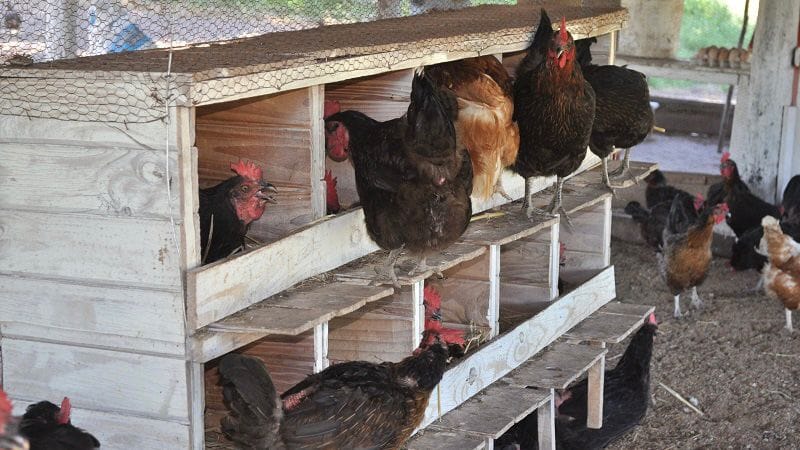 gallinero