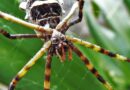 Araña tigre: control de plagas natural en la Patagonia