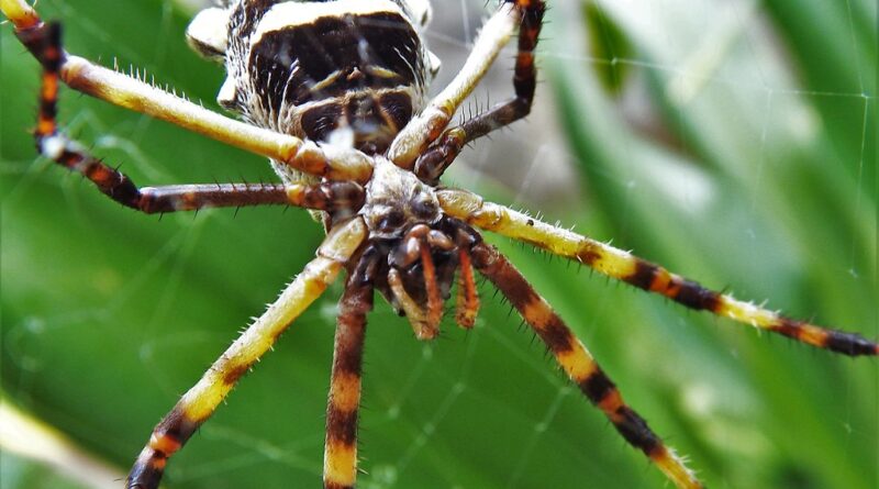 Araña tigre Control de plagas