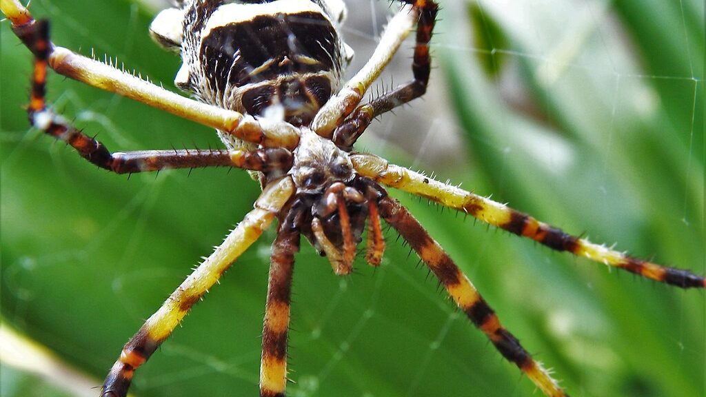 Araña tigre Control de plagas