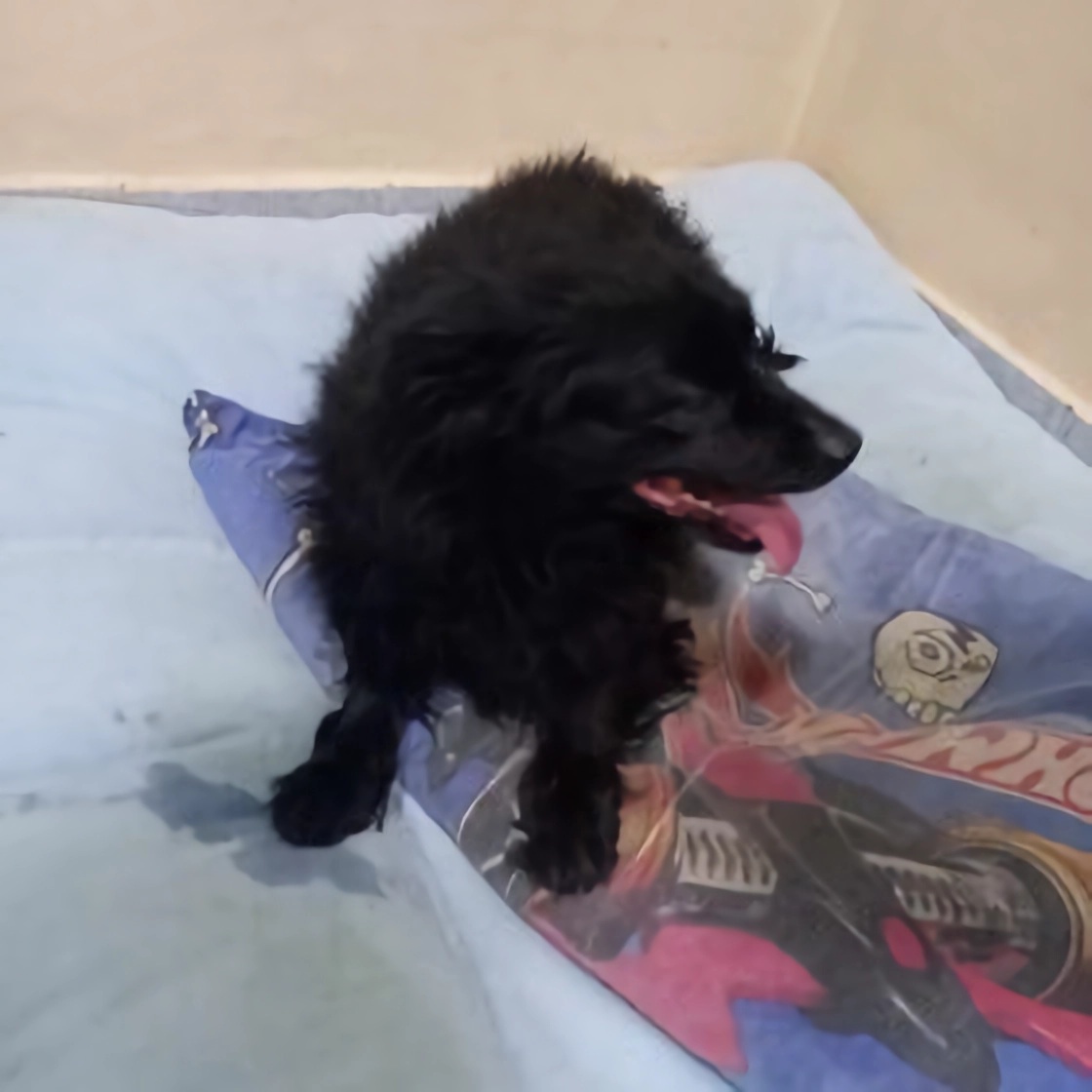 Colita está de vuelta en casa