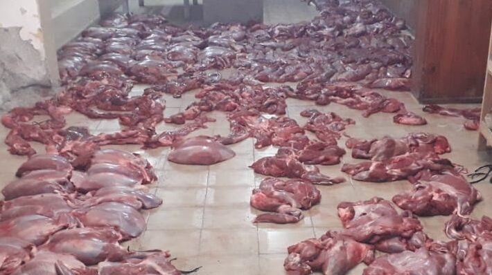 Carne de guanaco secuestrada en Gaiman