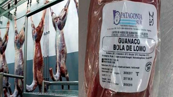 venta y exportación de carne de guanaco