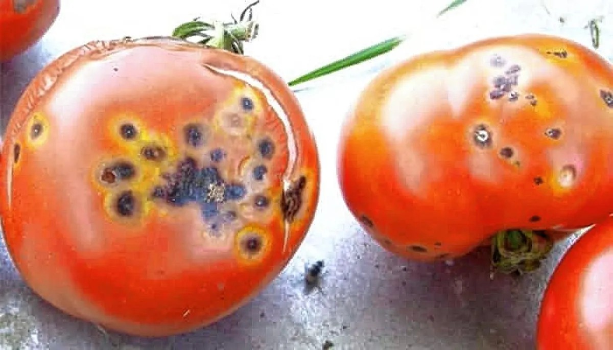 Virus rugoso tomate Trelew