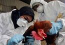 H5N2