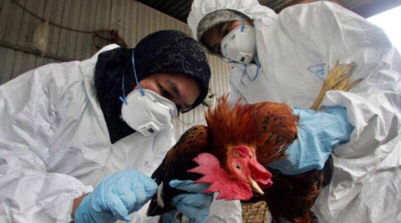 H5N2
