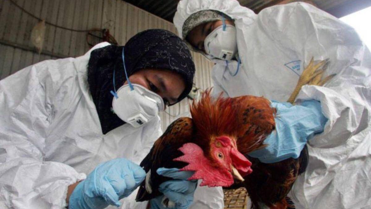 H5N2