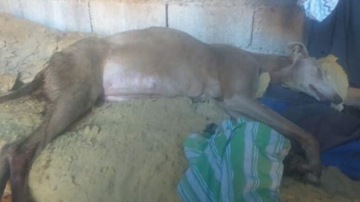 rescatistas del valle