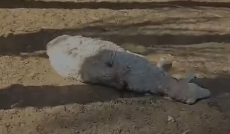 matanza ovejas
