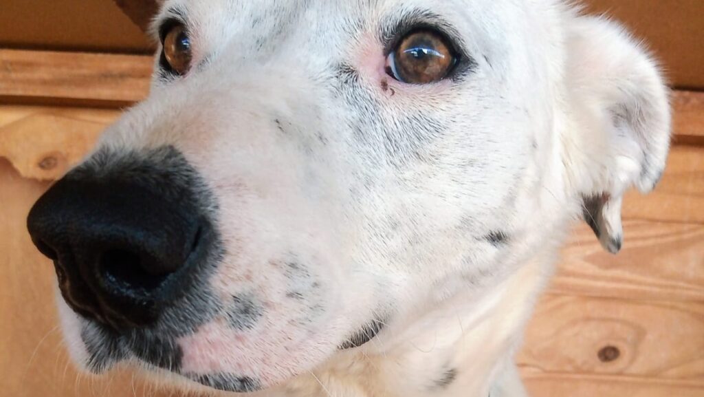 campaña de adopción