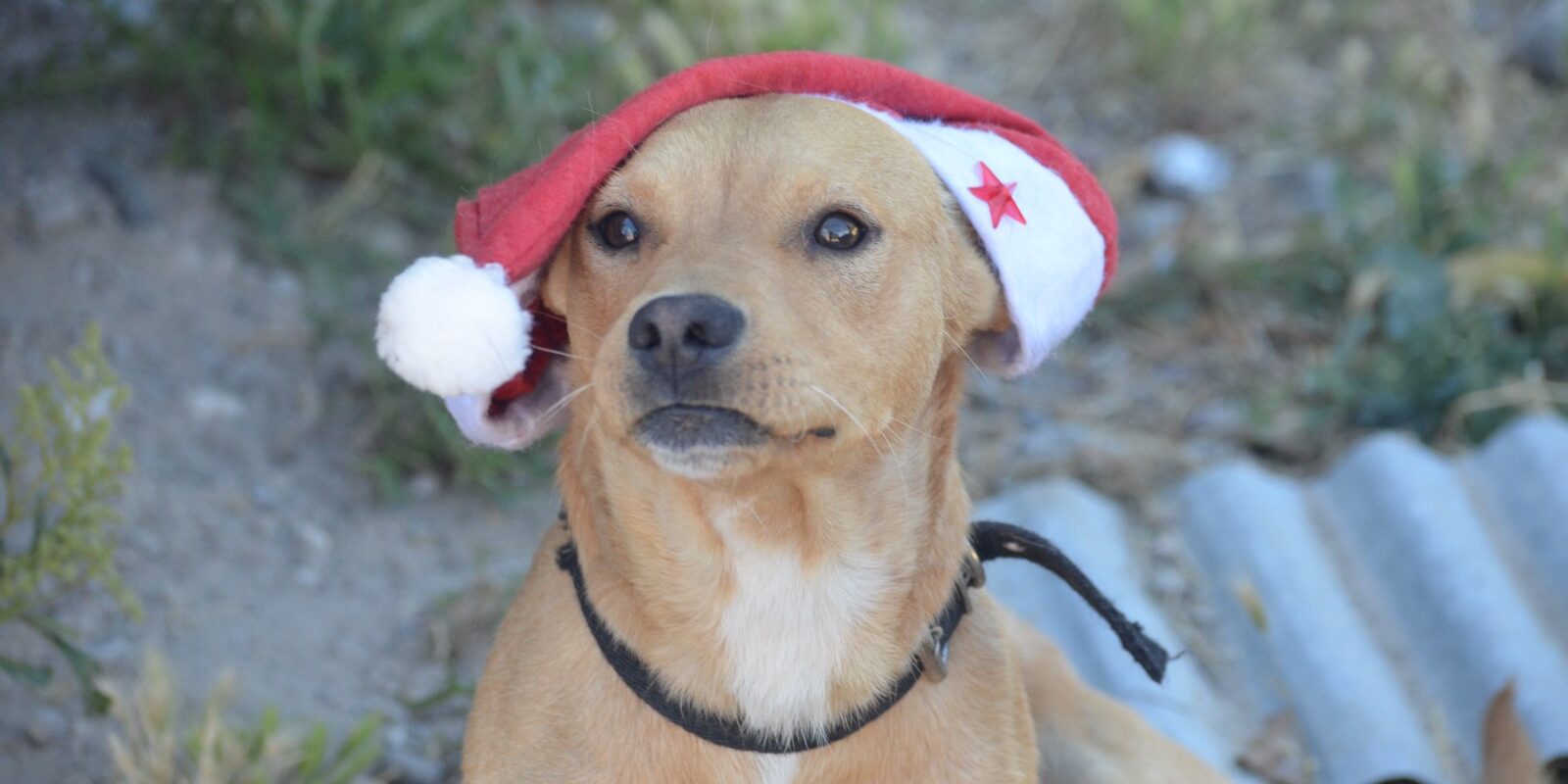 campaña de adopción
