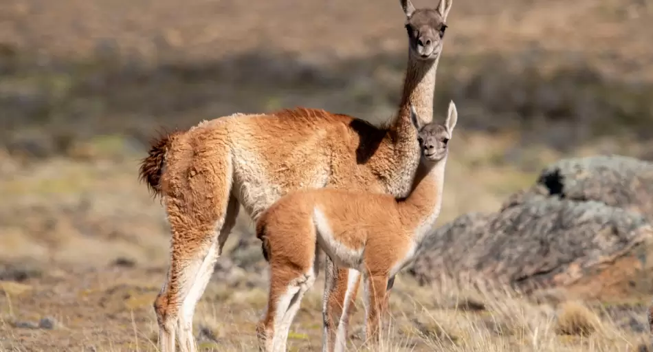 Guanacos en conflicto