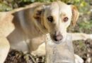 Luna perdió a su dueña y busca un hogar donde volver a ser feliz