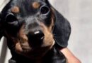 Hoy inauguran un refugio transitorio de adopciones municipal