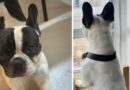 Rocky fue robado del patio y su familia pide ayuda para encontrarlo