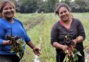 El viernes actividades por del Día de la Mujer Rural