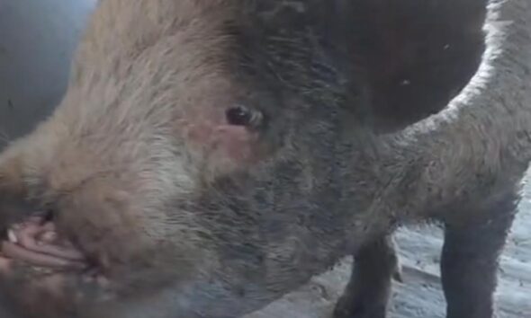 chancho perdido