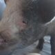 chancho perdido