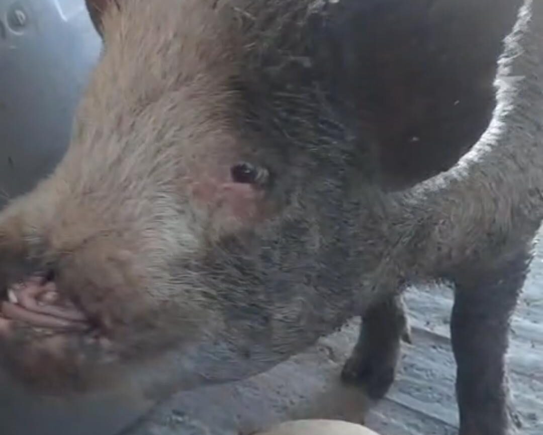 chancho perdido