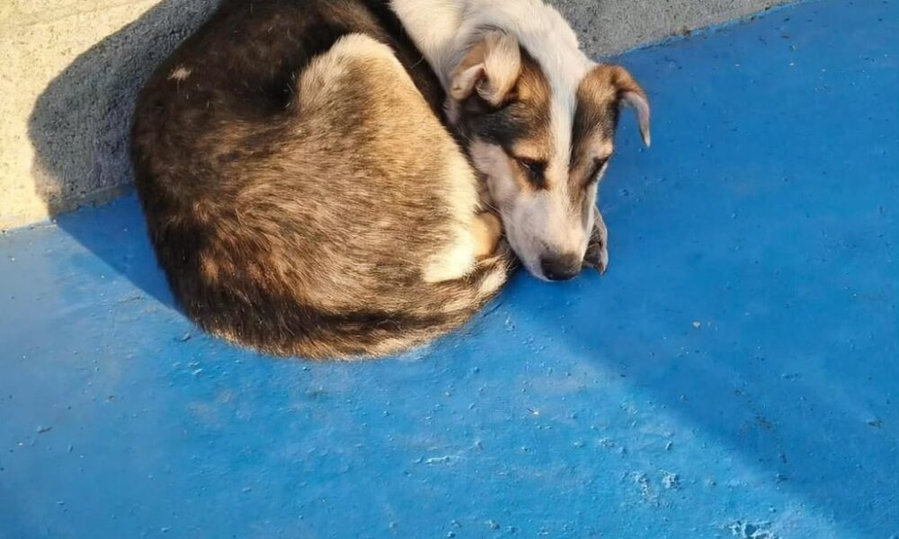 'Ya no lo quiero': la historia detrás del perro abandonado en el Carrefour de Trelew