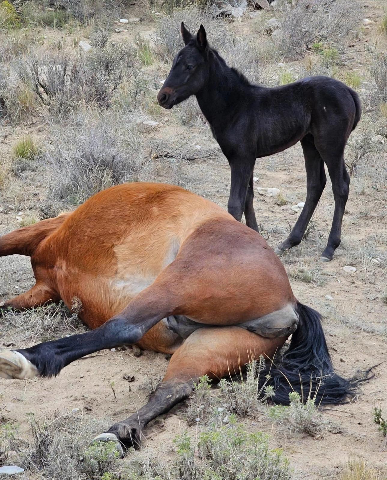 potranca rescatada
