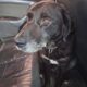 perro encontrado en Trelew