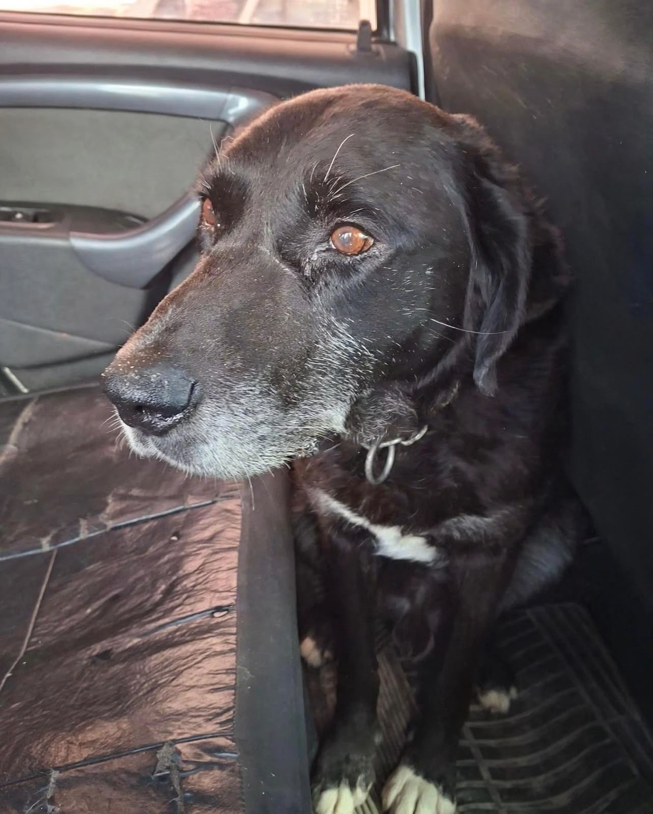 perro encontrado en Trelew