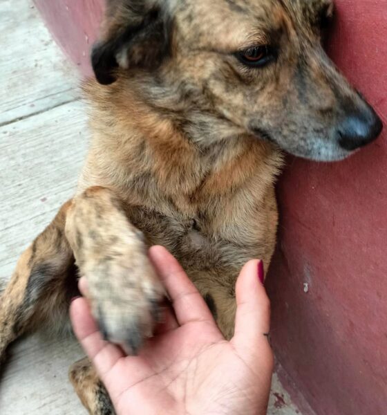 censo de mascotas