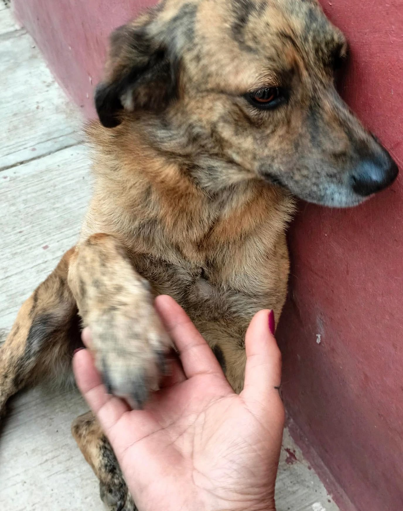 censo de mascotas